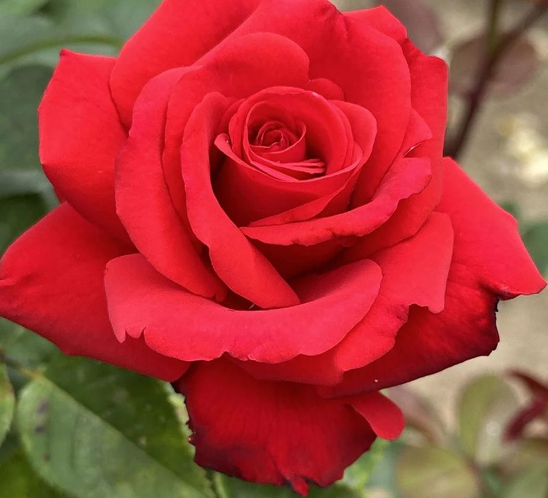 Grand Amore Hybrid Tea Rose