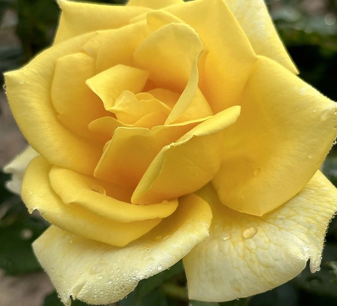 Berolina Hybrid Tea Rose