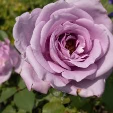 Blue Girl Hybrid tea Rose