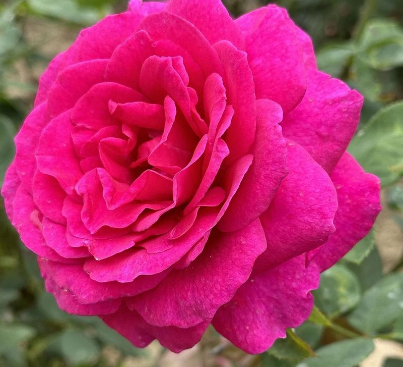 Big Purple Hybrid Tea Rose