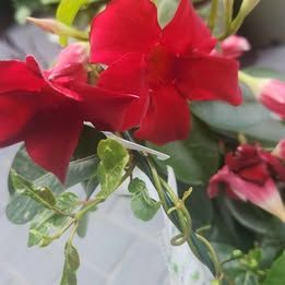 Mandevilla Annual Summer and Fall Blooms Small