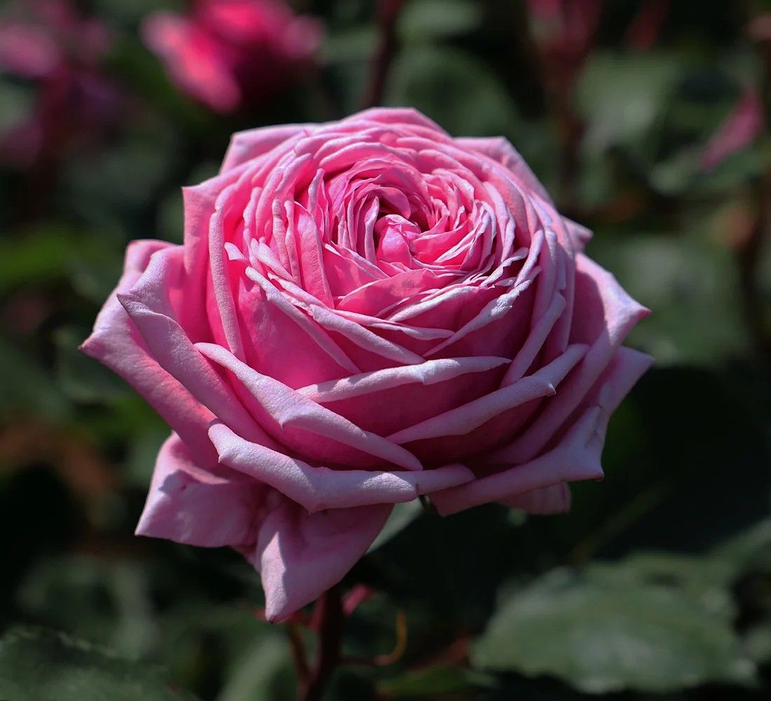 Mon Petit Chou Hybrid Tea Rose