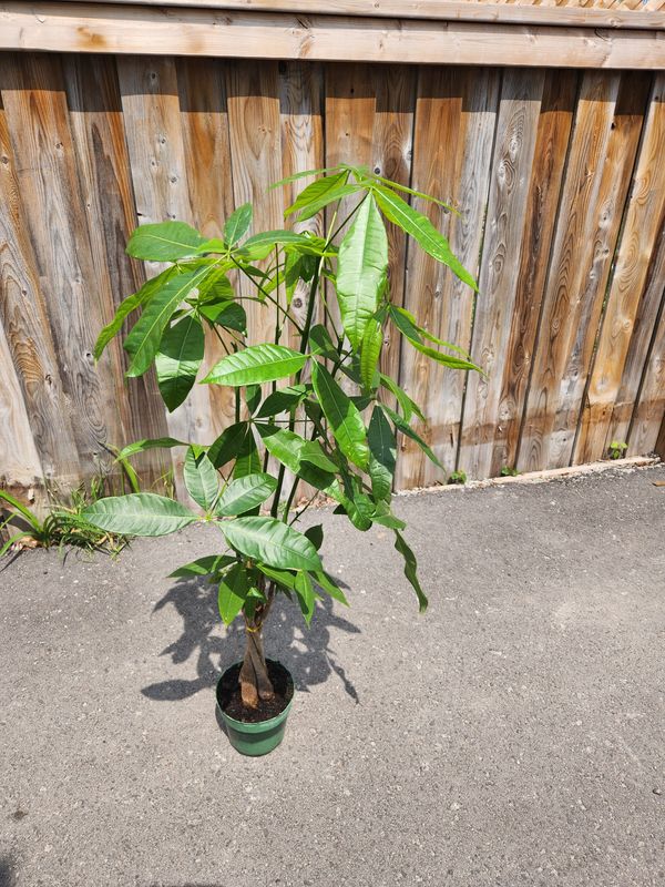 Pachira aquatica Money Tree