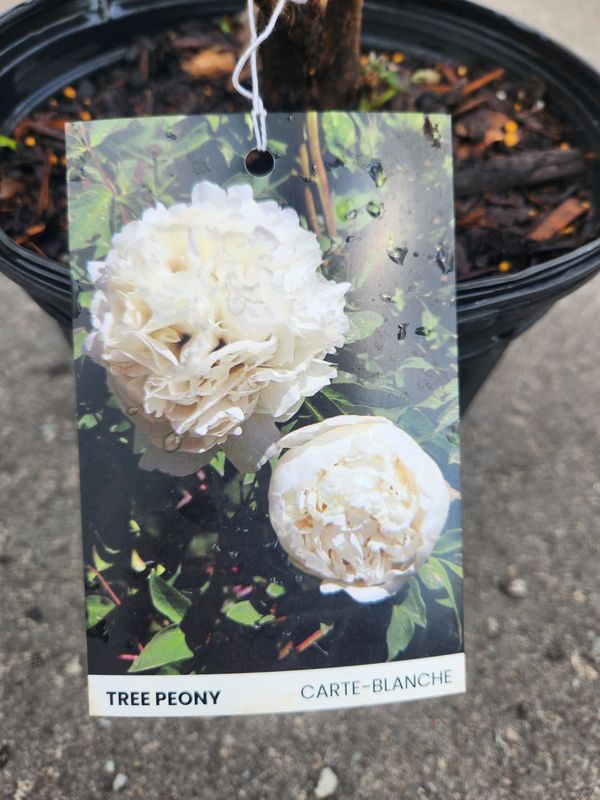 Peony Tree Carte-Blanche