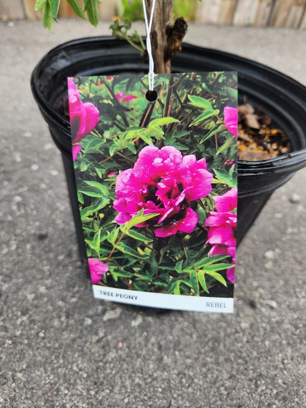Peony Tree Rebel