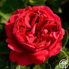 Red Eden Rose