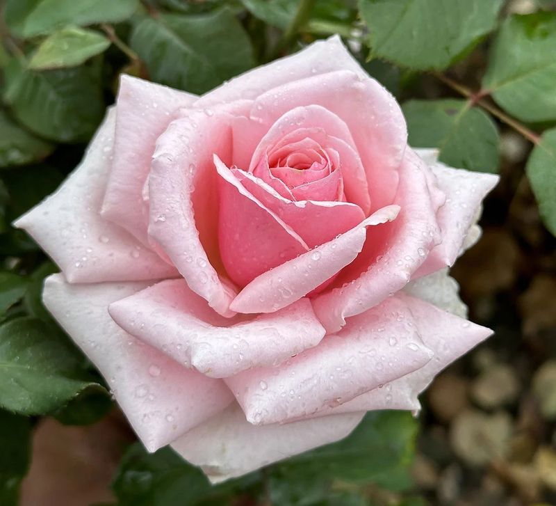 Savoy Hotel Hybrid Tea Rose