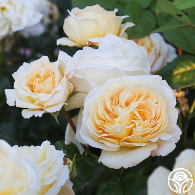 Romantica Moonlight Hybrid Tea Rose