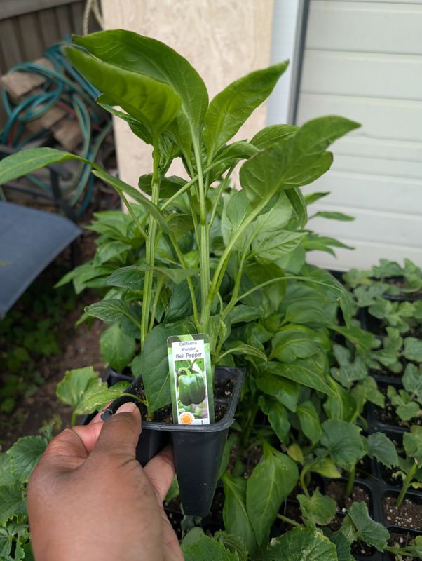 Sweet bell peppers Green California Wonder