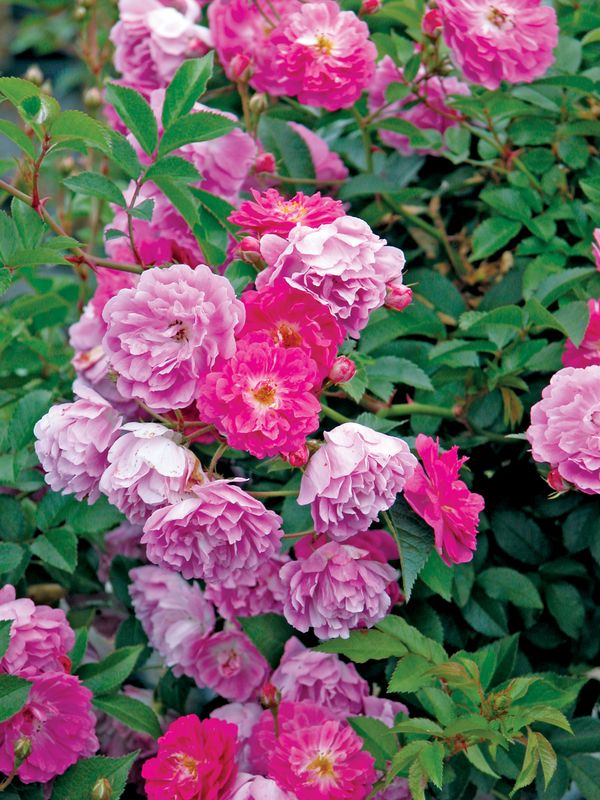 The Abbotsford Rose Shrub