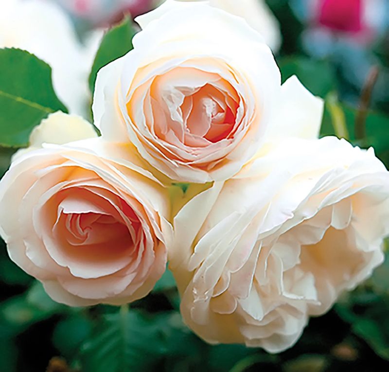 White Eden Rose