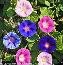 Ipomoea