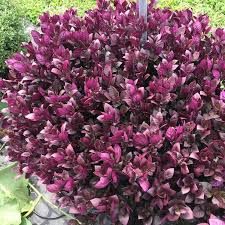 Alternanthera &#39;Choco Chili&#39;