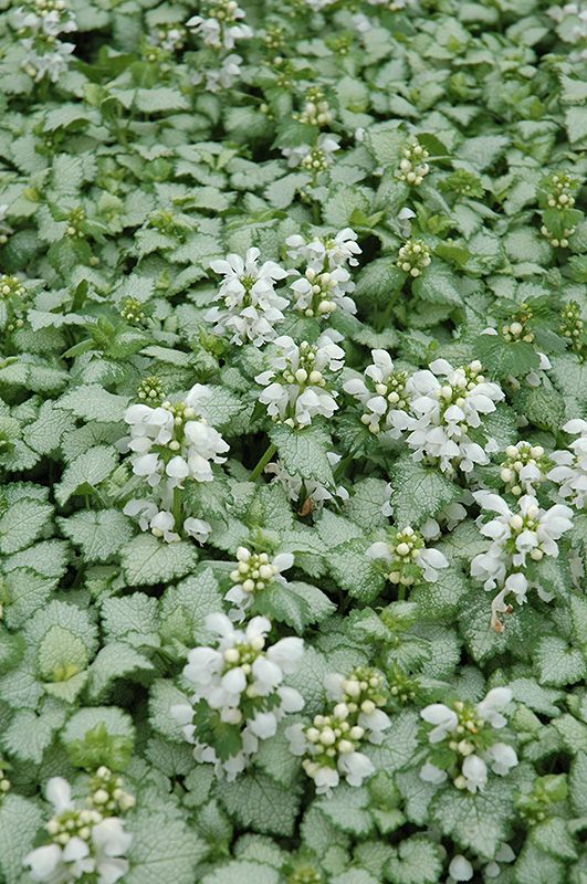 Lamium