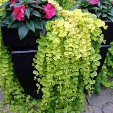 Lysimachia