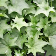 German Ivy