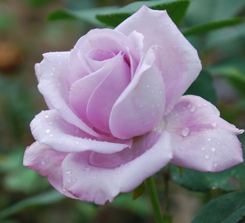 Blue Moon Hybrid Tea Rose