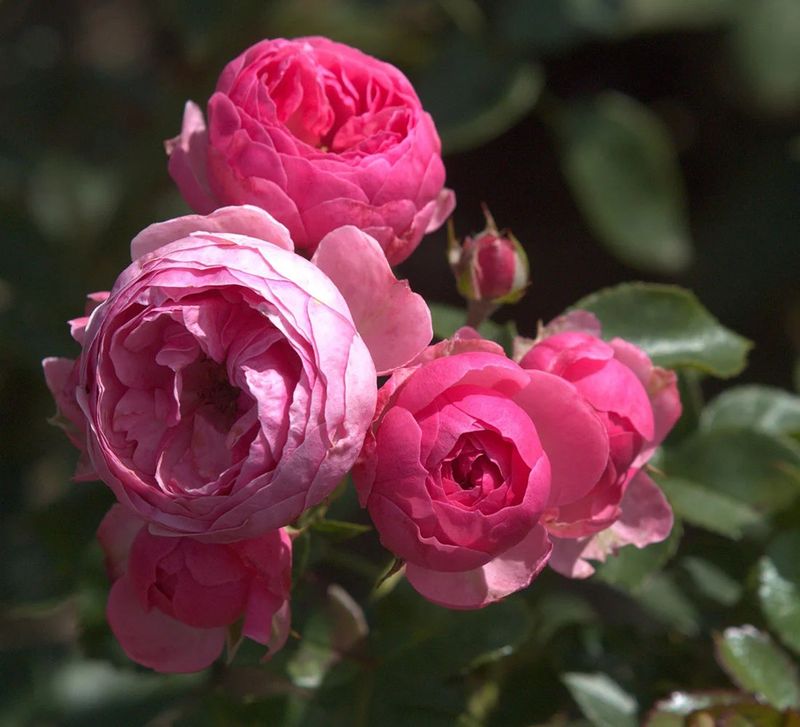 Pompenella Fairytale Floribunda