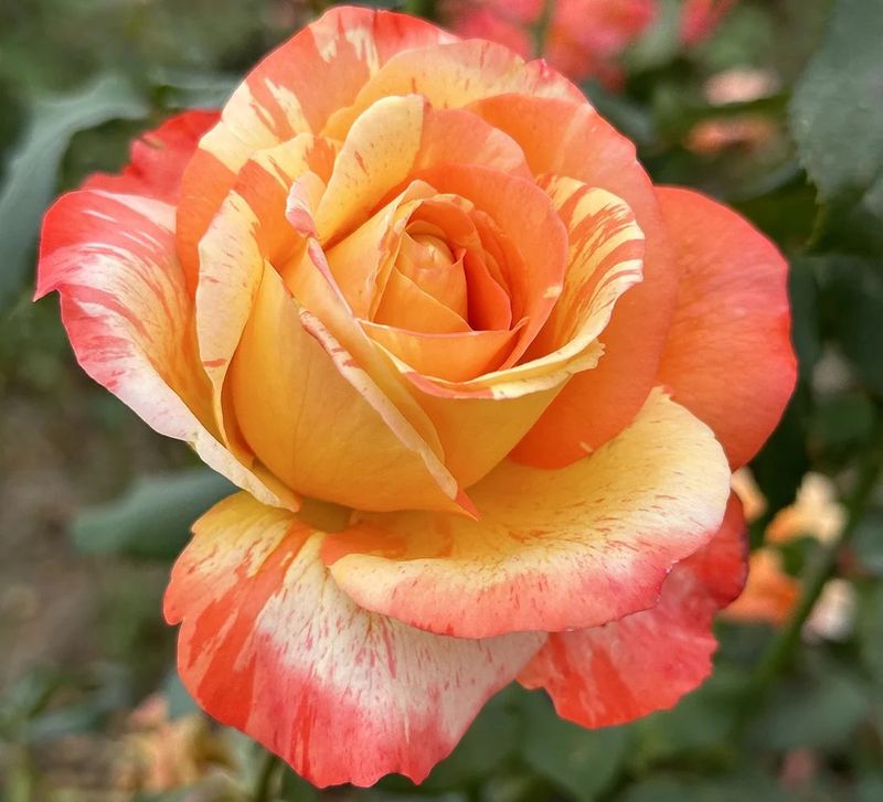 Rainbow Niagara Hybrid Tea Rose