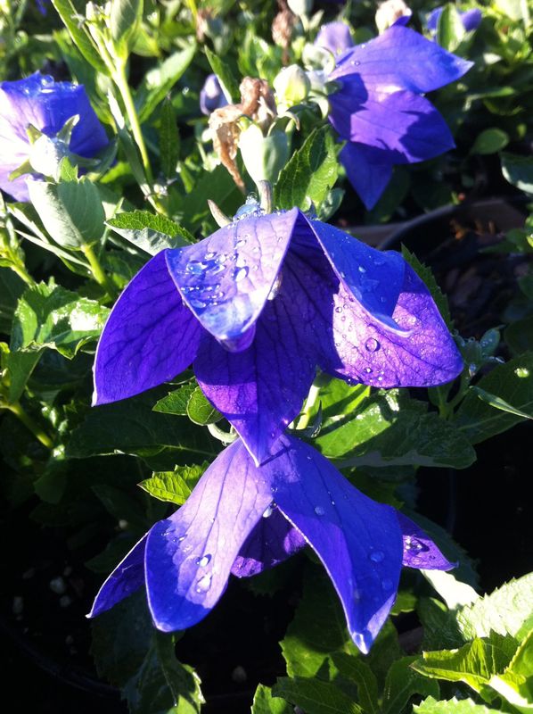 Balloon Flower 1G Blue