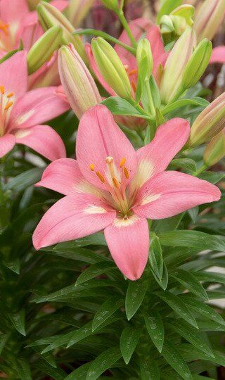 Lilies Budding Asiatic 1G