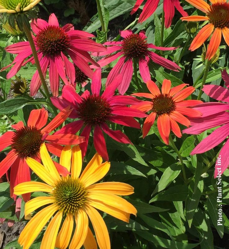 Echinacea Cheyenne Spirit Budding 1G