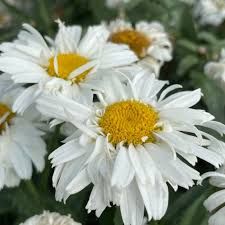 Shasta Daisy 1G