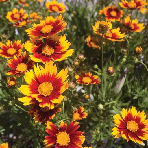 Coreopsis 1 G assorted