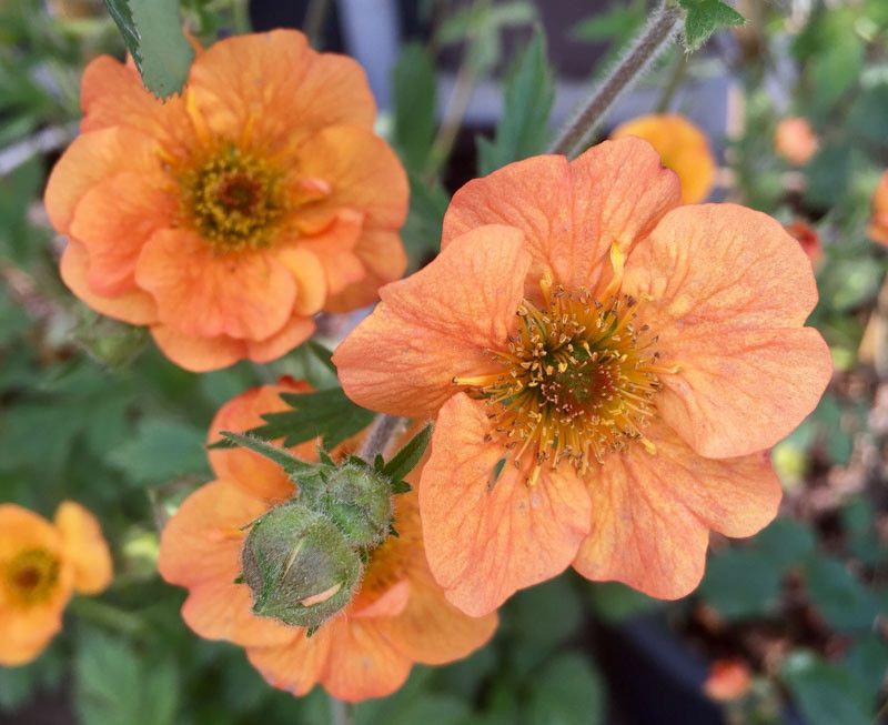 Geum 1.5G Totally Tangarine
