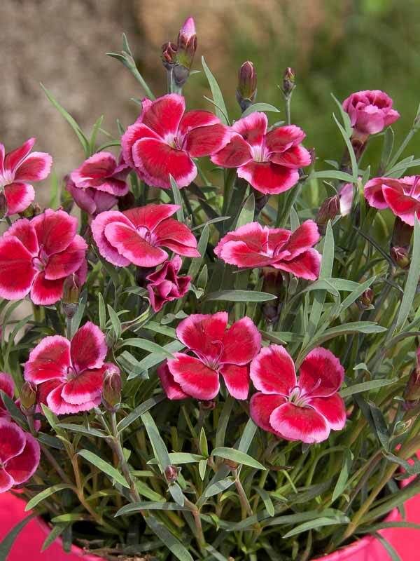 Dianthus Everlast 1 G