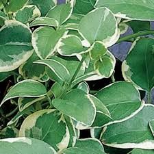 Vinca