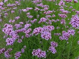 Verbena