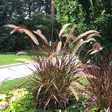 Grass Fountain