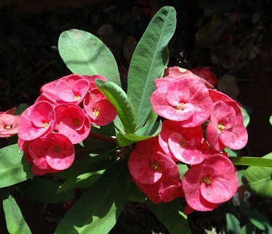 Euphorbia milii  ( corona de cristo )