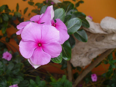CHABELITA COLGANTE ( VINCAS COLGANTES )
