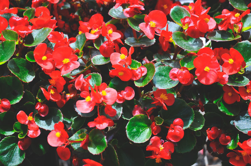 BEGONIAS