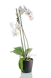 Elegant Orchid