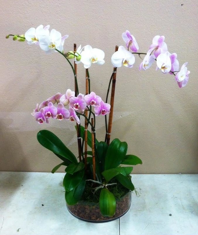 Solidarity Orchid