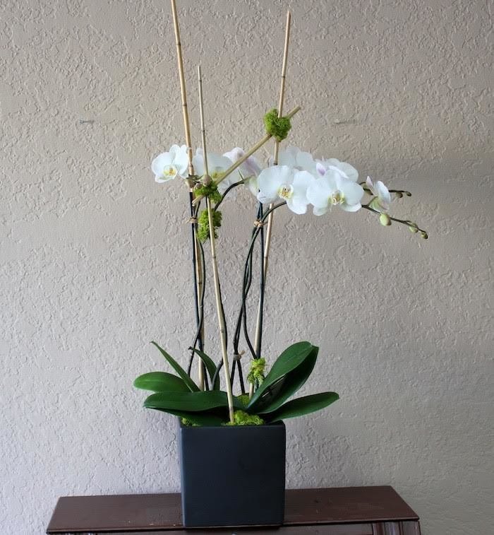 Consolation Orchid