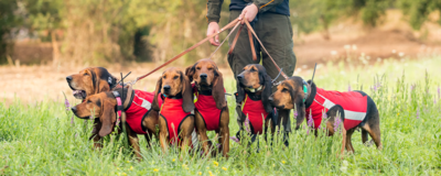 Gilet per cani antizanna  Solengo J45  - CANICOM