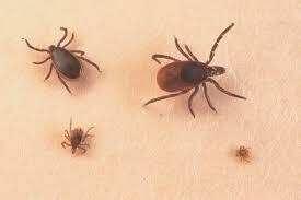 Insect (Fleas, Bedbugs, etc) Infestation