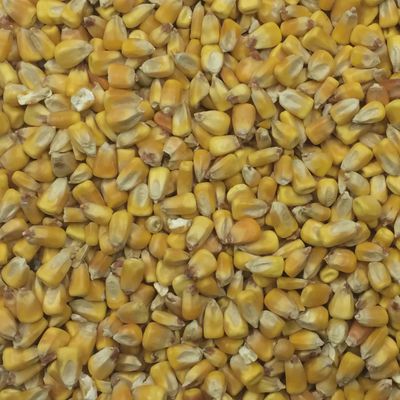 Rustic - Corn with Apples