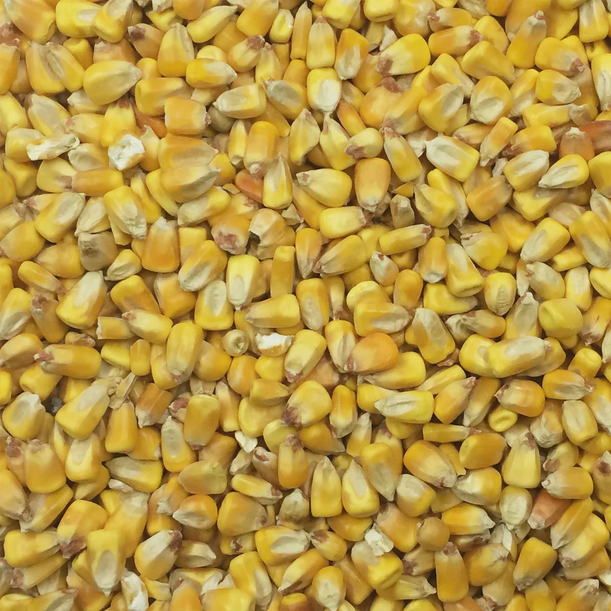 Campagnard - Round Corn