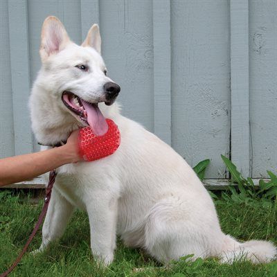 Shedrow- Jelly scrubber rouge