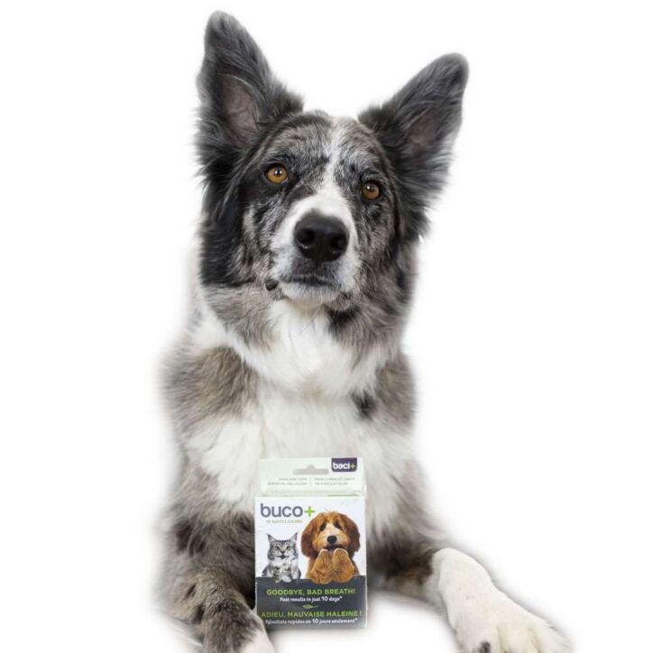 Baci +- Buco+ 10 Days for Cats and Dogs, Bad Breath