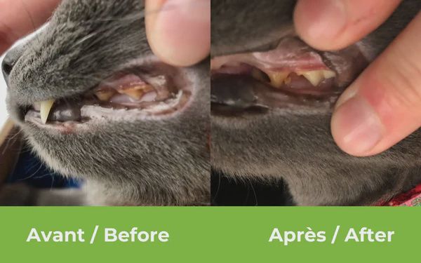 Baci+ -Buco+ for Cats and Dogs under 33lbs, Complete Treatment