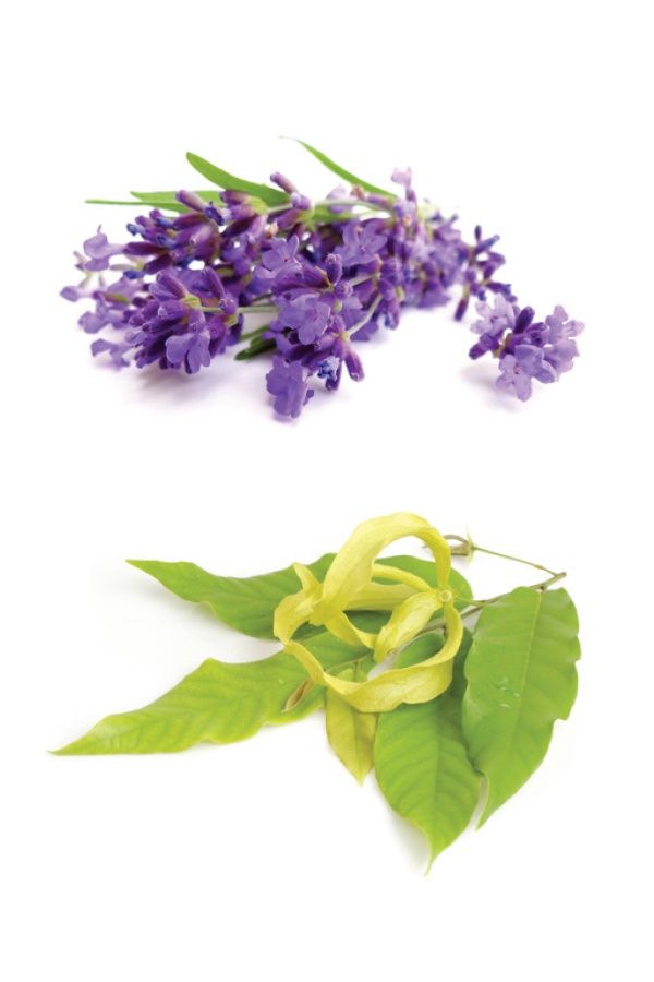 doTERRA - Essential Oil Blend Calmer 10ml