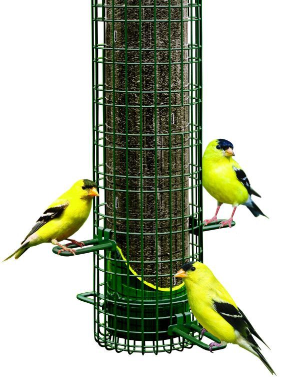 Brome- Squirrel Buster Finch Bird Feeder