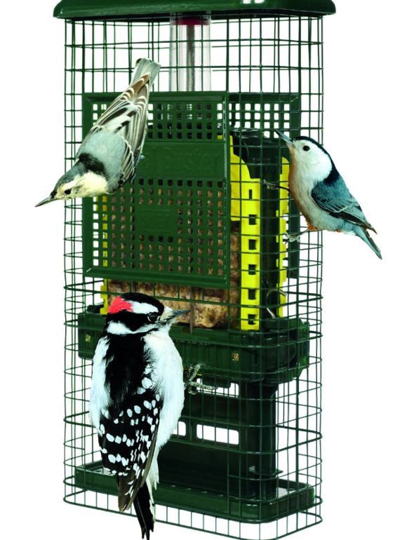 Brome- Squirrel Buster Suet Bird Feeder