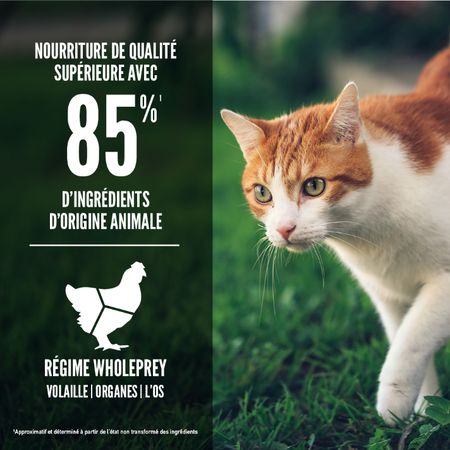 Orijen- nourriture pour chat Forme et santé